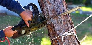 Best Tree Preservation Services  in White Hall, WV